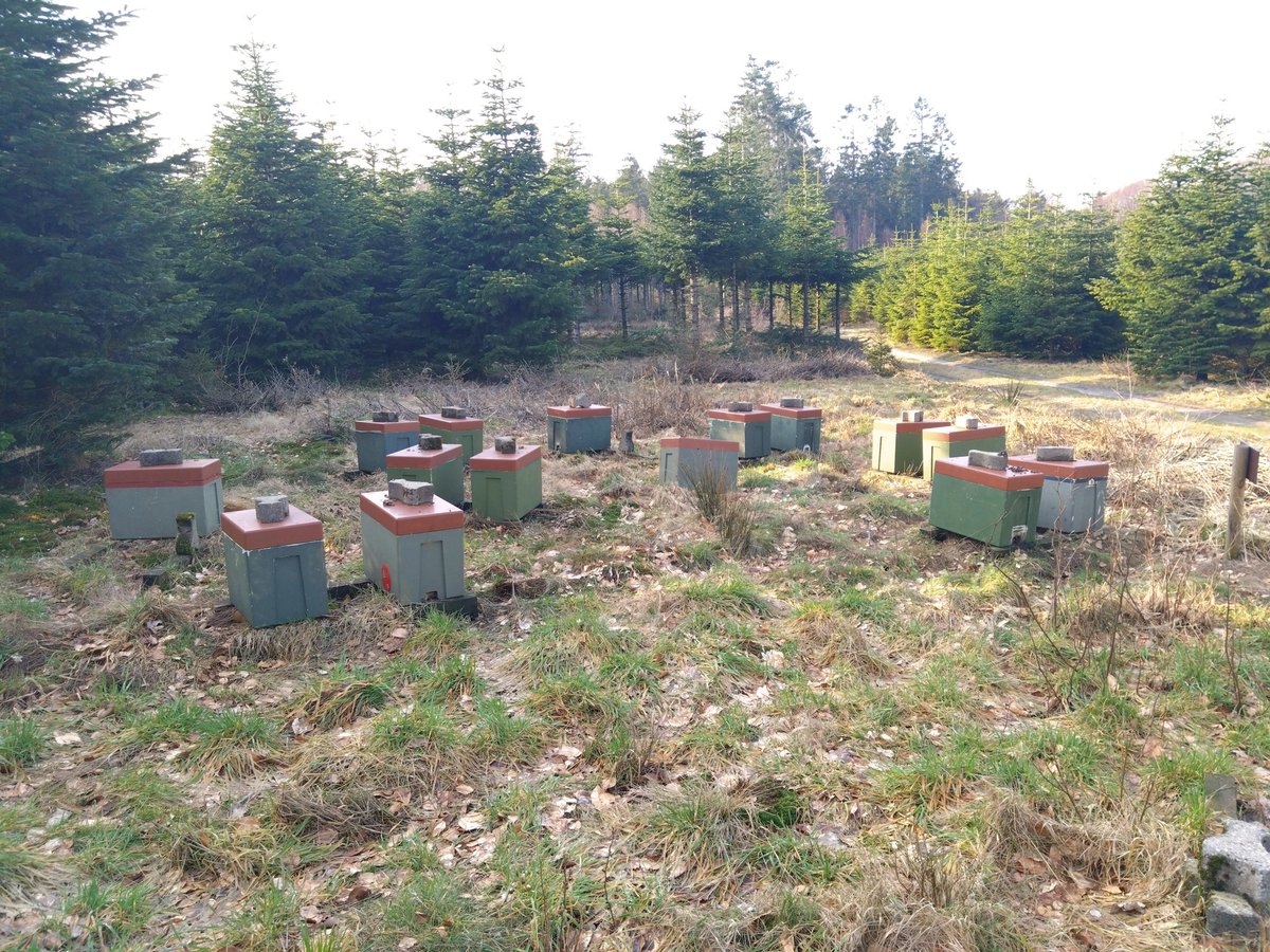 Decided that the season of mice invasion is over, so have started to remove mouse guards.
It's a balance between the mice and the risk of losing pollen in the guards.
Temperature is still too low for true flying, but when everything starts we won't be able to keep up.