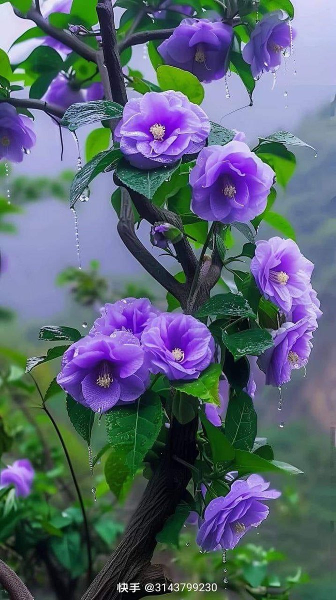Olga49840334's tweet photo. Good day to you all 🌤️🍃💜🍃💜 https://t.co/jHOZQ6ELkG