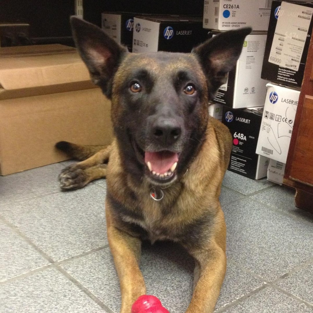 We are deeply saddened to share the news of the passing of retired K-9 Bane, who served 10 years with his handler, Lt Sean McGeheartyWhen not working, he was a very social dog and a favorite around the barracks. Rest in peace, K-9 Bane 🐾 #AlwaysThere