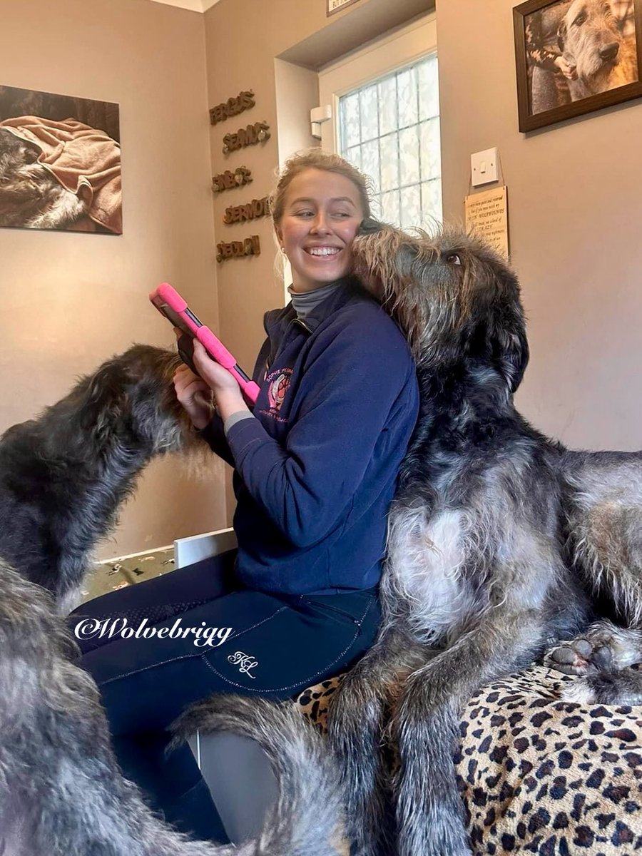 Wolvebrigg Irish Wolfhounds tweet media