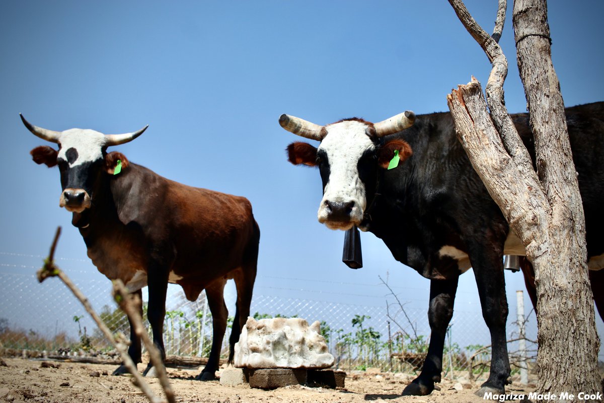 MagrizaMMC's tweet photo. Amantshontsho » An Expression of Gratitude!

The term amantshontsho, refers to an assortment of meat that is given to people who have assisted in the slaughtering of a cow. This is an idea for expressing gratitude to those who have helped the owner of the cow being slaughtered. https://t.co/ekHDzlGS9o