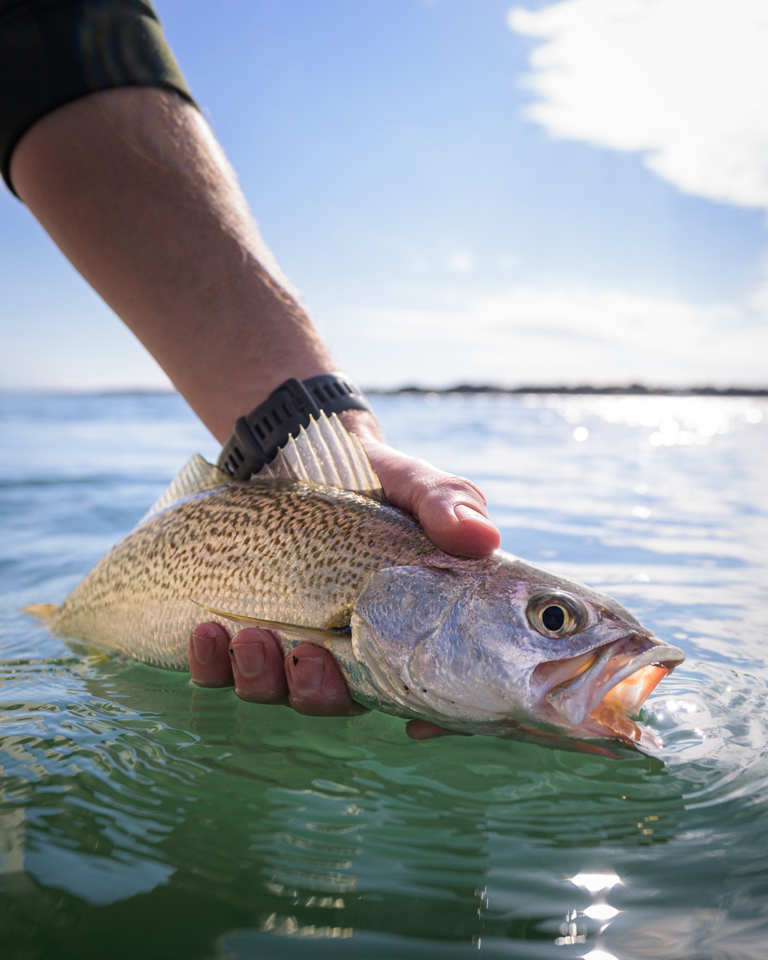 NC Division of Marine Fisheries on X: Gray Trout are a popular fish to  catch in March while bottom fishing with a variety of baits and lures.  Estuarine and nearshore (<3 miles)