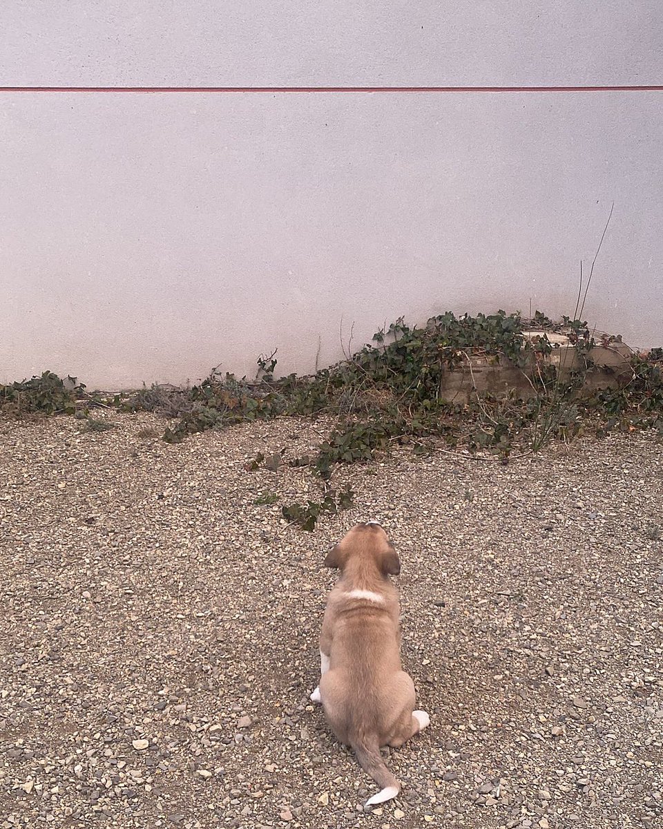 Esa delgada línea roja…