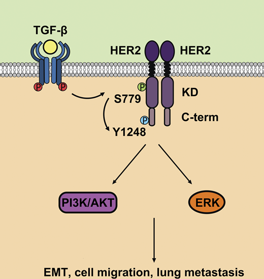 JCellBiol's tweet image. HER2 phosphorylation induced by TGF-β promotes mammary #morphogenesis and #BreastCancer progression, say Qiaoni Shi, Ye-Guang Chen et al. @Tsinghua_Uni hubs.la/Q02mfD8j0