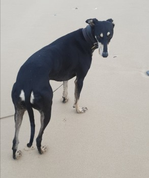 millypod1's tweet photo. 🆘15 MAR 2024 #Lost ZUKI. SIGHTED #ScanMe
Black & Tan Lurcher Female #Tagged
Cow Hollow Wood #Waterbeach #Cambs #Cambridge #Cambridgeshire #CB25
Last sighting Sun.3rd March Scotland Rd/Union Lane, #Chesterton
SIGHTINGS PLZ ☎️07999862657 / 07900 803593
https://t.co/m7E3ZK1ezJ https://t.co/IcFbeS5Bwd