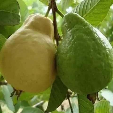 chandra983886's tweet photo. दोनों एक ही पेड़ पर एक साथ में एक ही डाल पर लगे लेकिन एक पक गया और दूसरे में अभी और वक्त लगेगा कुदरत हमें ये सबक सिखा रही है कि अगर हमारे साथ वाले को सफलता मिल गई और हमें सफलता नहीं मिली है इसका मतलब नहीं कि हम नाकामयाब हैं बल्कि अभी हमारा सही वक्त नहीं आया है..!
सब्र करें https://t.co/NeLiHHubEd