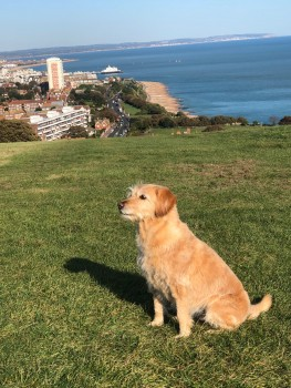 🆘2 MAR 2024 #Lost AMBER #ScanMe
Fox Red Labradoodle Female 
(Looks more Terrier than Labradoodle)
#RotherfieldGreys  #RG9 #ChilternHills #Oxfordshire nr #HenleyOnThames #Oxon 
Possibly sighting #StokeRow
doglost.co.uk/dog-blog.php?d…