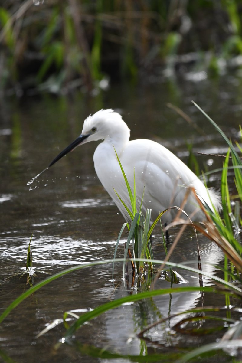 Todsy's little egret 

#Watford #Cassiobury #CassioburyPark