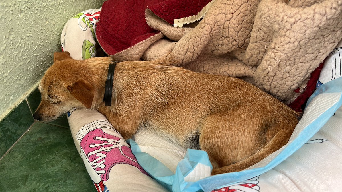 dani_7_97's tweet photo. 🆘Ayuda🆘
Ayer encontré a esta perrita atropellada en la carretera, cerca de Martos. El veterinario la revisó, parece tener problemas de movilidad. Necesitamos un hogar y alguien que la cuide, no puedo encargarme de ella. Tiene menos de 1 año.
Difusión para encontrar 🏠🙏🫂 https://t.co/9TStGV5HJN