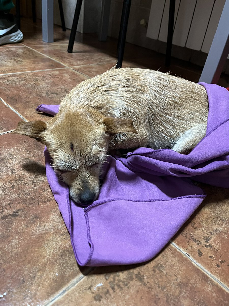 dani_7_97's tweet photo. 🆘Ayuda🆘
Ayer encontré a esta perrita atropellada en la carretera, cerca de Martos. El veterinario la revisó, parece tener problemas de movilidad. Necesitamos un hogar y alguien que la cuide, no puedo encargarme de ella. Tiene menos de 1 año.
Difusión para encontrar 🏠🙏🫂 https://t.co/9TStGV5HJN