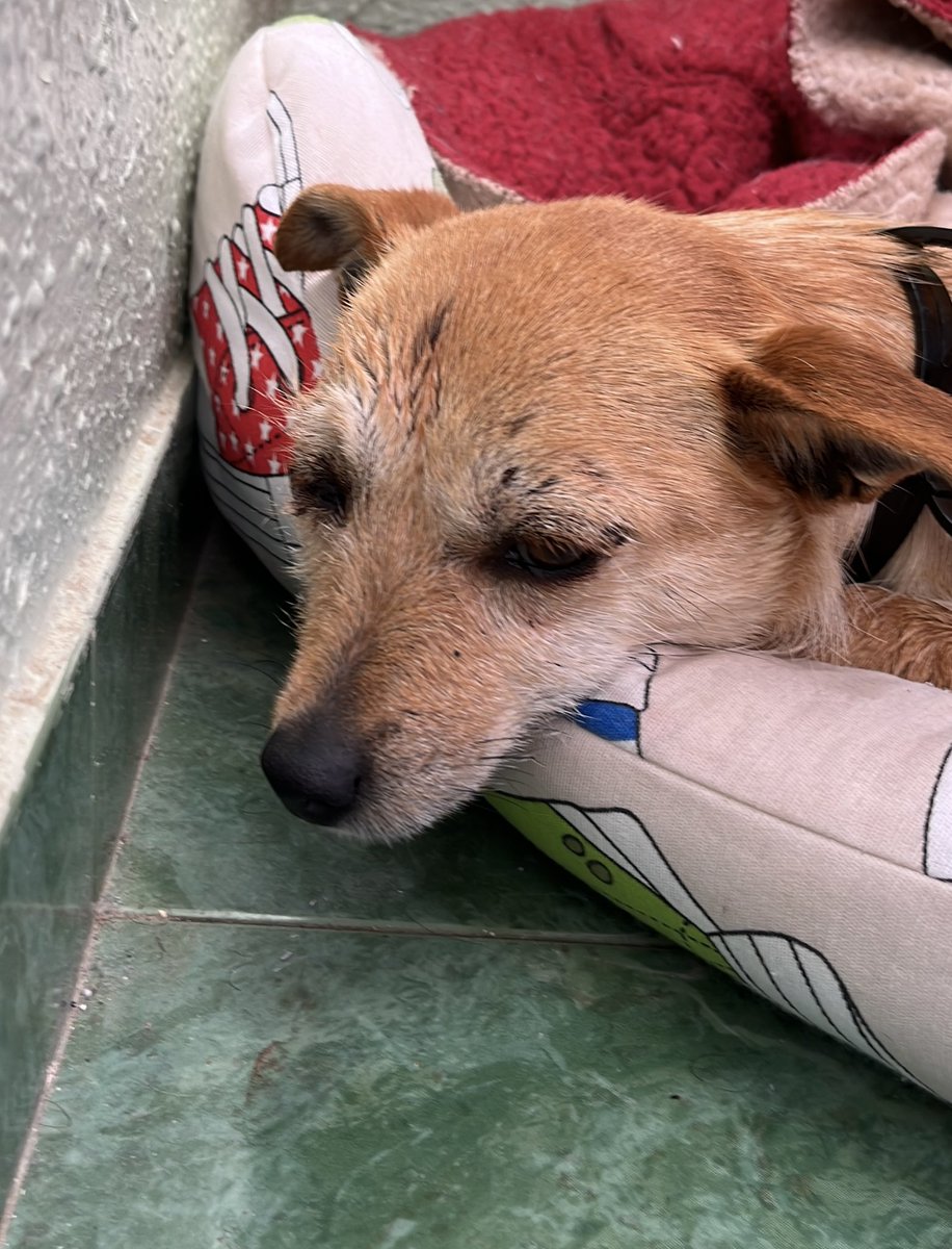 dani_7_97's tweet photo. 🆘Ayuda🆘
Ayer encontré a esta perrita atropellada en la carretera, cerca de Martos. El veterinario la revisó, parece tener problemas de movilidad. Necesitamos un hogar y alguien que la cuide, no puedo encargarme de ella. Tiene menos de 1 año.
Difusión para encontrar 🏠🙏🫂 https://t.co/9TStGV5HJN