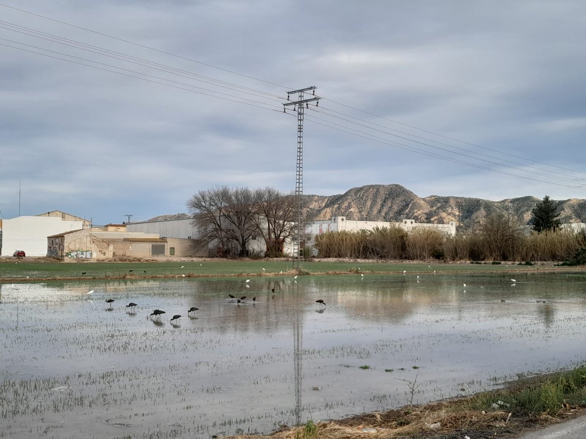 Instantánea de la #HuertaDeMurcia @huermur @enunlugardelah1 @Regmurcialimpia ... a pesar de la belleza, el residuo humano abandonado se intuye en el arcén