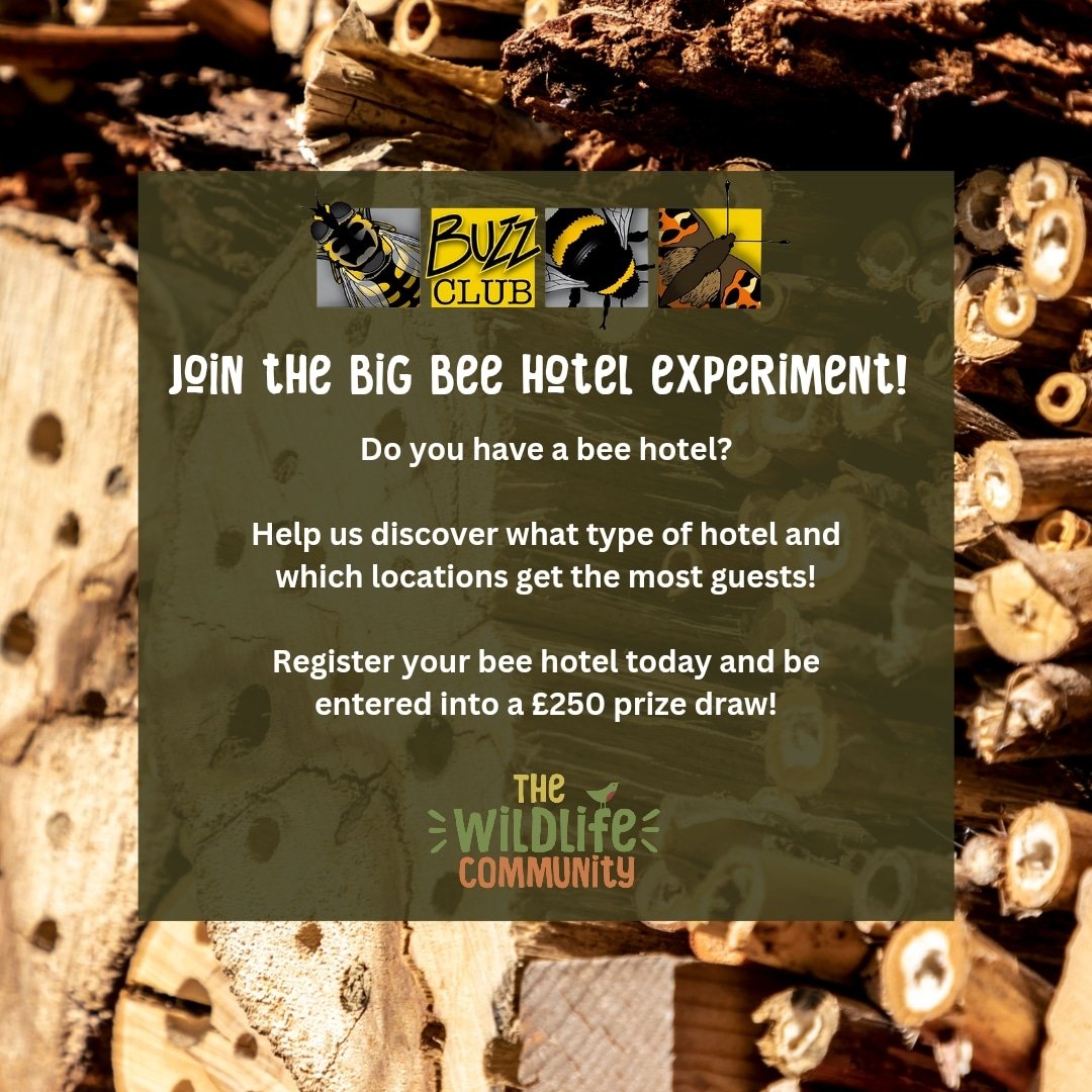 We have teamed up with @The_Buzz_Club  to bring you #TheBigBeeHotelExperiment🐝

Register your bee hotel with us now! Help us find out what the optimal design for a bee hotel & be entered into a £250 prize draw!

Follow this link to find out more: thebuzzclub.uk/thebigbeehotel…