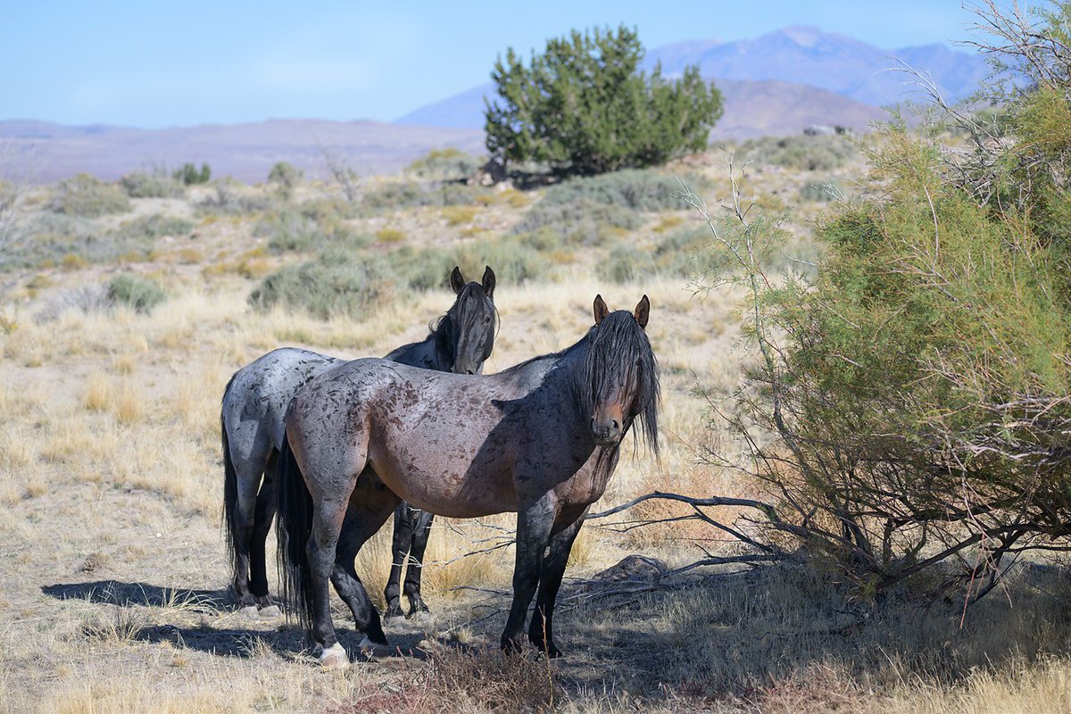 #MustangMonday! Dash and Maia of the south Onaqui herd, watch as other horses pass.

Find prints: wildhorsephotographs.com/onaqui-mountai…

#GetYourWildOn #WildHorses #Horses #FallForArt #Horse #Equine #FineArt #AYearForArt #BuyIntoArt #HorseLovers #Equine #FineArtPhotography #PhotographyIsArt