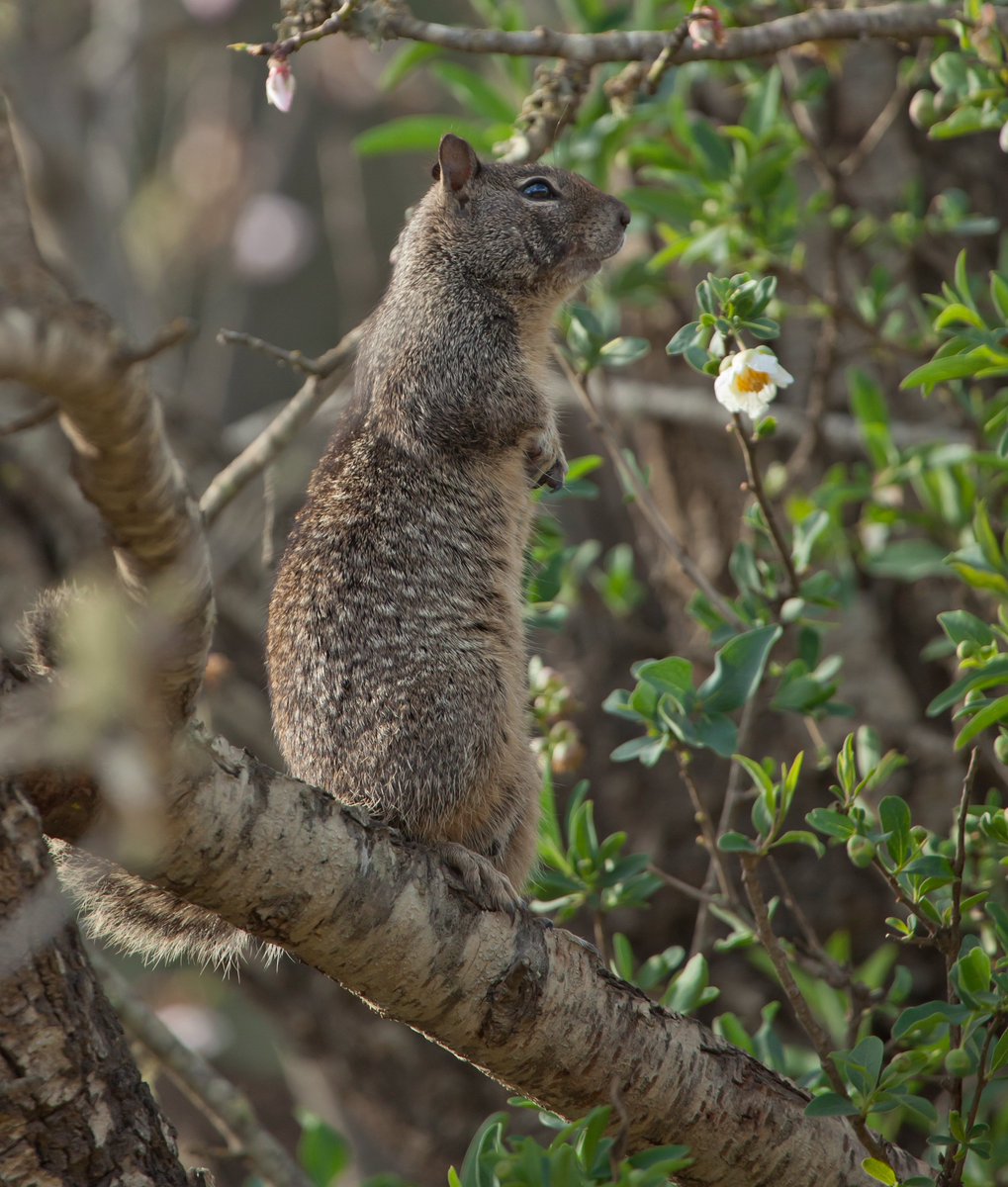 #WorldWildlifeDay It's a day to appreciate and honor the incredible efforts put into caring for our planet. The Catalina Island Restoration Project will build on those efforts to ensure quality habitat for unique animals found nowhere else. Learn more➡️bit.ly/3Q3KsvC
