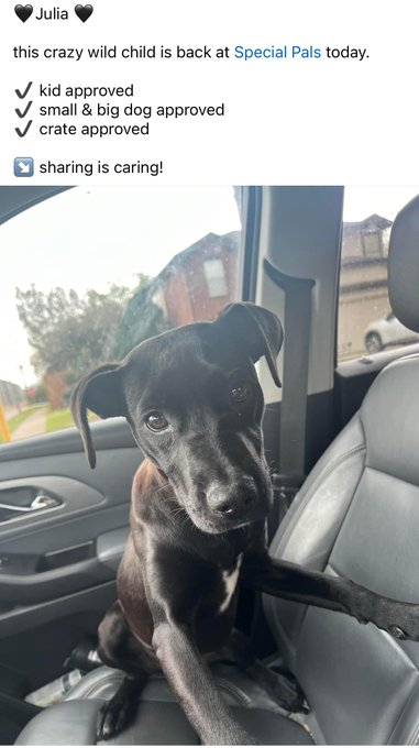 Houston peeps please share. My friend fostered her but has too many dogs and I can&rsquo;t get a 3rd or I would<a href="/tag/motivationalmonday"class="tags"><span>#motivationalmonday</span></a>