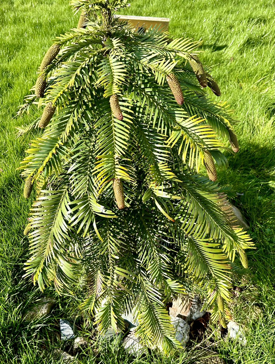 Our Wollemi pine being unwrapped after winter! It has cones😃@BritGeoSurvey