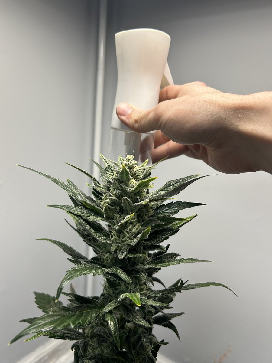 BuschWookieIAM's tweet photo. Little grow update, in the 2x4 we got x2 God’s Gift @TackettGenes and x1 PB Studly #1. In my 3x3 theres the Crinkleberry auto its grew to be one solid cola smells like berry gas . #CannabisCommunity https://t.co/DCk2Bb7m0Z