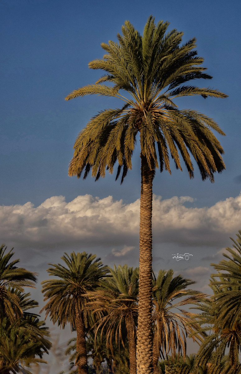 #هذه_نجران 
#نجران لقطة اليوم .
منظر من مزارع نجران ونخيلها الشاهقة والاجواء الجميلة : #تصويري عدستي 📸 هذا اليوم 
#نجران 
#نجران_الان 
‘
‘
#مساء_الاجواء_الحلوه بنجران