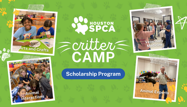 HoustonSPCA's tweet image. Our Mary S. Montague Scholarship opens doors for kids to explore animal welfare career paths! 🐾 Apply now and seize the opportunity! Find out more at Houstonspca.org/things-for-kids. #AnimalWelfare #ThingsForKids #Scholarship #Opportunity