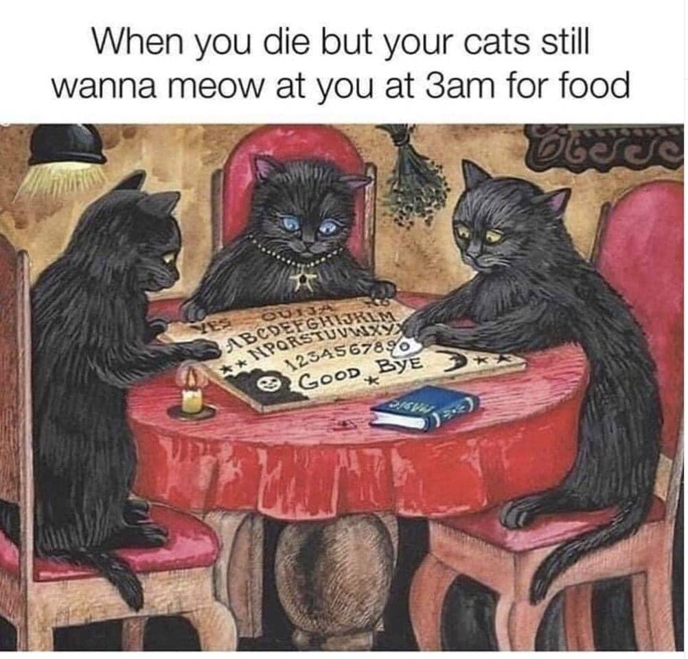 cheetoandblaze's tweet image. 😭😭😂😂😹😹😹