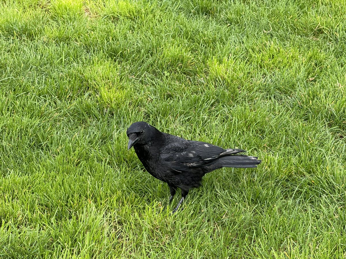 limssumin's tweet photo. 🦆 https://t.co/ZIjnjdv0SC