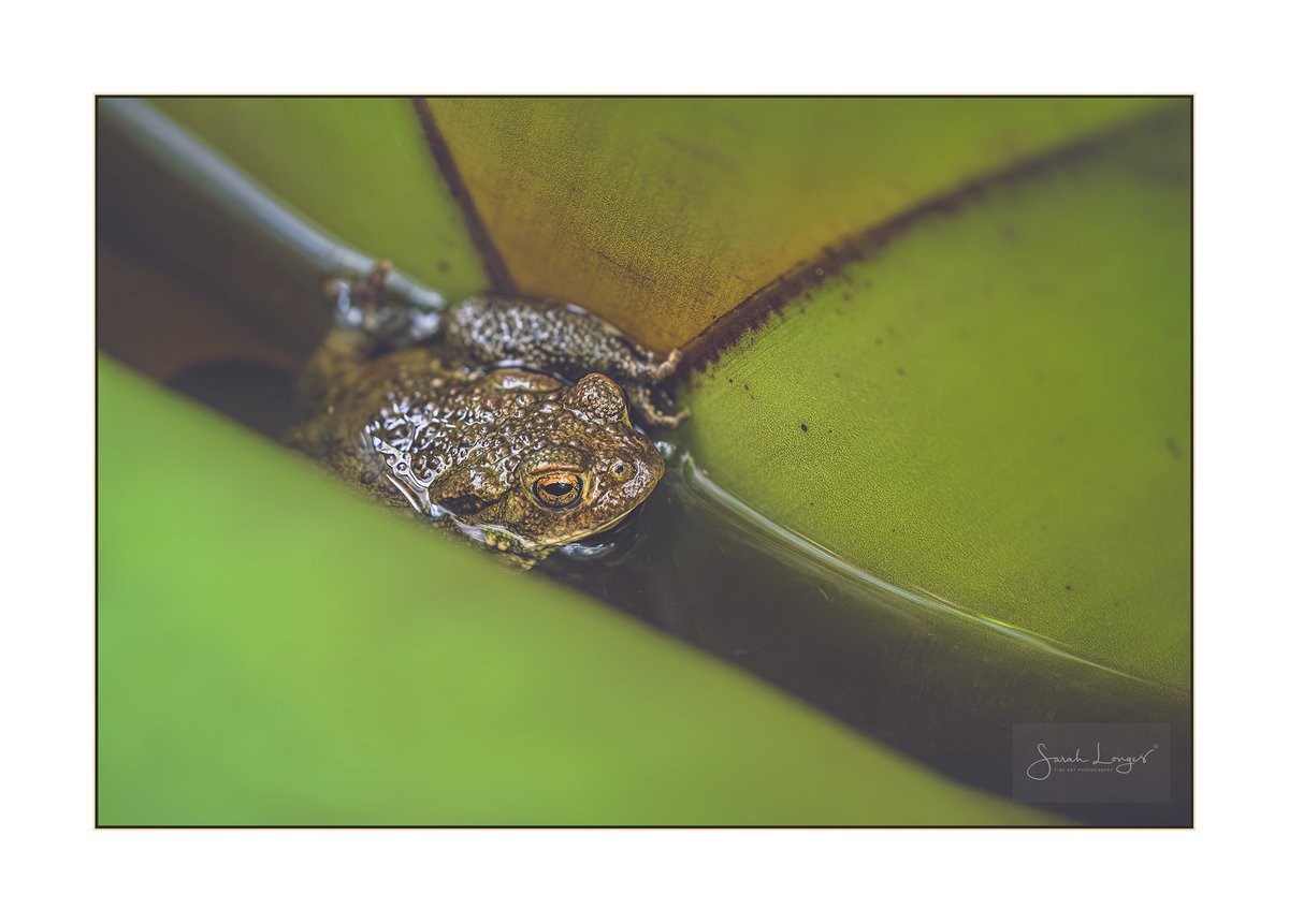 Toad In The Hole #Sharemondays2024 #fsprintmonday #Wexmondays #appicoftheweek A male #CommonToad found himself a hideyhole in @RHSWisley #Glasshouse! Probably during a recent frosty night. He's in a #bromeliad but will need to go back outside soon #nature #wildlife #amphibian