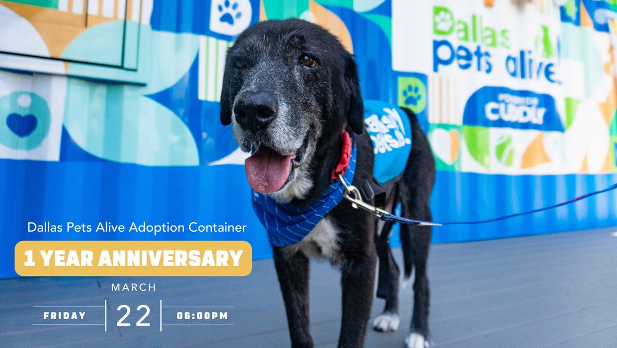 Join us in celebrating the one-year milestone of the Container! With 47 successful 'Container Adoptions,' 43 engaging meet-and-greets, and 410 foster animals warmly welcomed, it's been an incredible journey. Let's commemorate this special occasion together!
