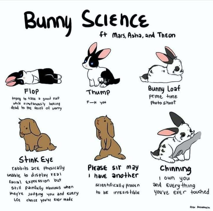 Dteam71TikTak's tweet photo. 'Bunny science is fascinating! 🐰🔬 Dive into the world of rabbit behavior, biology, and more. Join the conversation with #BunnyScience enthusiasts and discover the hidden wonders of these adorable creatures. #RabbitResearch' #rabbit #bunny #funny #fun #pet https://t.co/zRKyagniOE