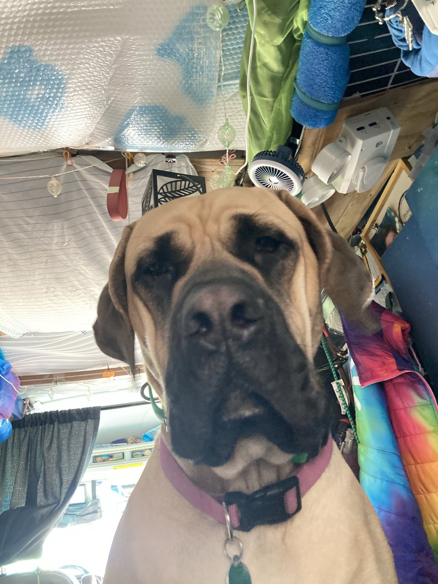 blvemt's tweet image. I’m trying to take a nap and i felt movement on the bed. I open my eyes to this staring down at me.