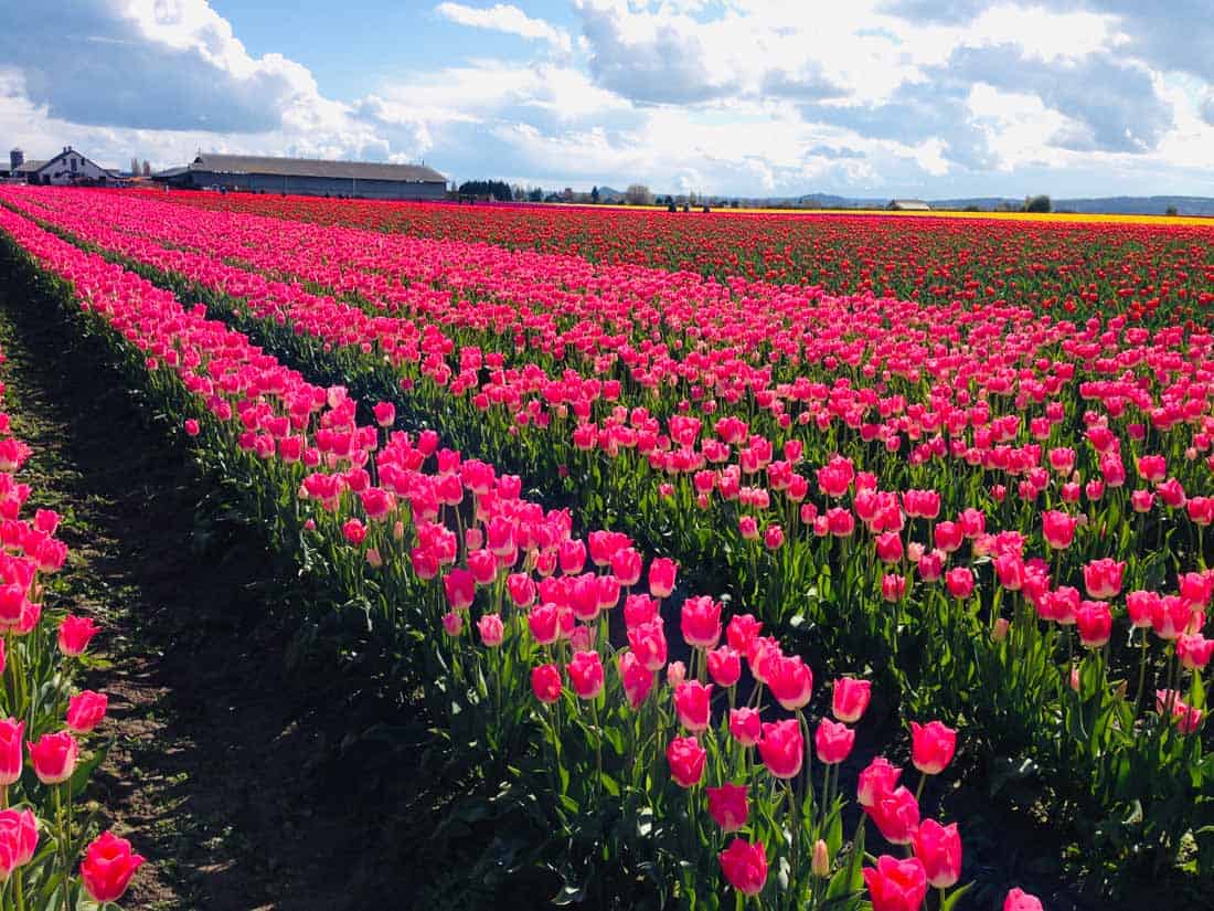 Skagit Valley, Washington will look like this next month!

Discover the best things to do in Skagit Valley during the tulip festival:

thehappinessfxn.com/tulip-festival…

#USTravel #OutdoorFun #SpringTravel