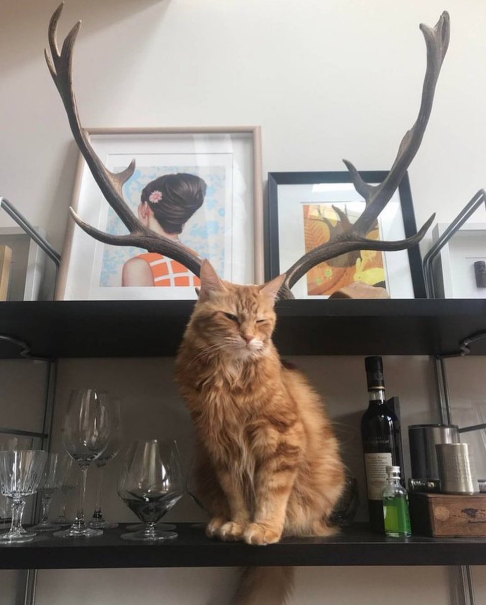 Punch Cat tweet media