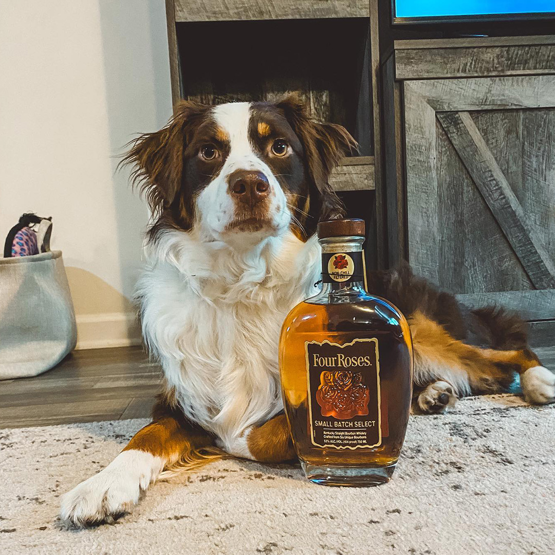 An adorable pup with a *tasteful* name: meet Rosie Bourbon 📸 @magnolia_thegsp on Instagram