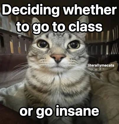 LiterallyMeCats (@literallymecats) on Twitter photo 