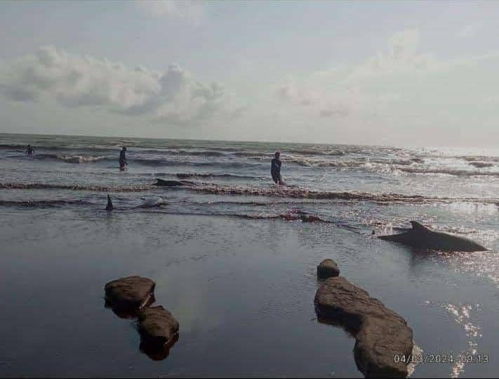 Manada de delfines varados en Boca de Mangle (norte del parque nacional Morrocoy) aproximadamente eran 200 de los cuales 60 estaban varados fueron devueltos al mar solo uno murió, más de 150 voluntarios ,autoridades, inparque, pescadores, prestadores de servicios ayudaron