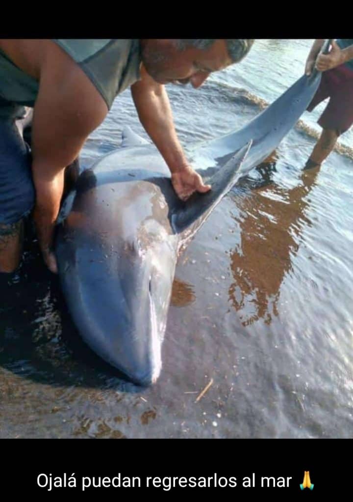 morrocoyonline's tweet photo. Manada de delfines varados en Boca de Mangle (norte del parque nacional Morrocoy) aproximadamente eran 200 de los cuales 60 estaban varados fueron devueltos al mar solo uno murió, más de 150 voluntarios ,autoridades, inparque, pescadores, prestadores de servicios ayudaron https://t.co/rcpfflQFSz