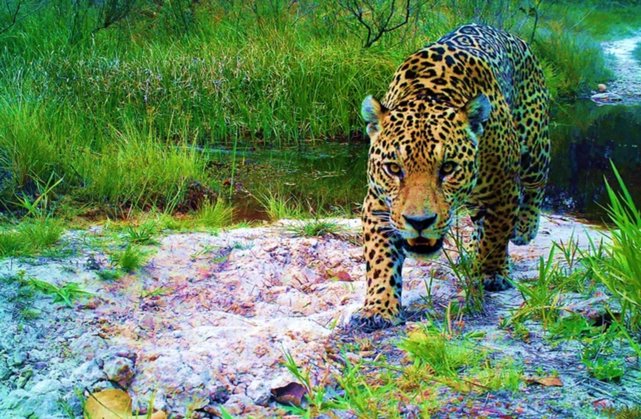 Oxygenchain's tweet photo. "Thrilled to support the Biocultural Jaguar project! Conservation efforts like these are vital for preserving biodiversity and cultural heritage. Every contribution counts in safeguarding our planet's future. 🌎🐾 #Conservation #Biodiversity #EthDenver @regen_network @wildfriendsgame