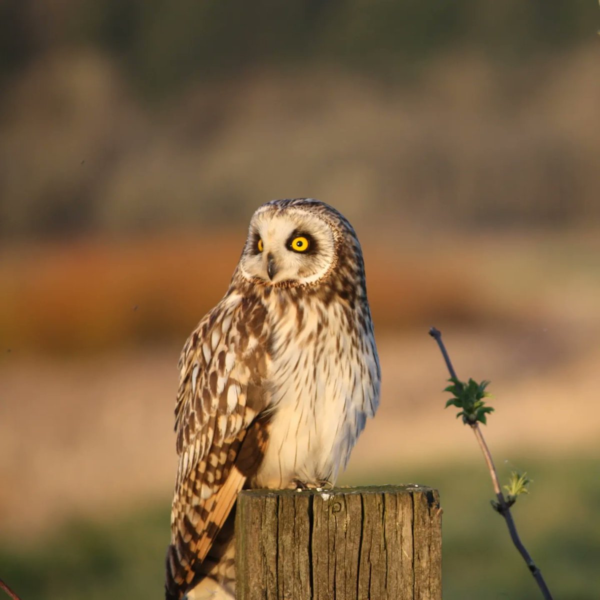 #Ridgefieldwildliferefuge
#thereisbeautyallaround