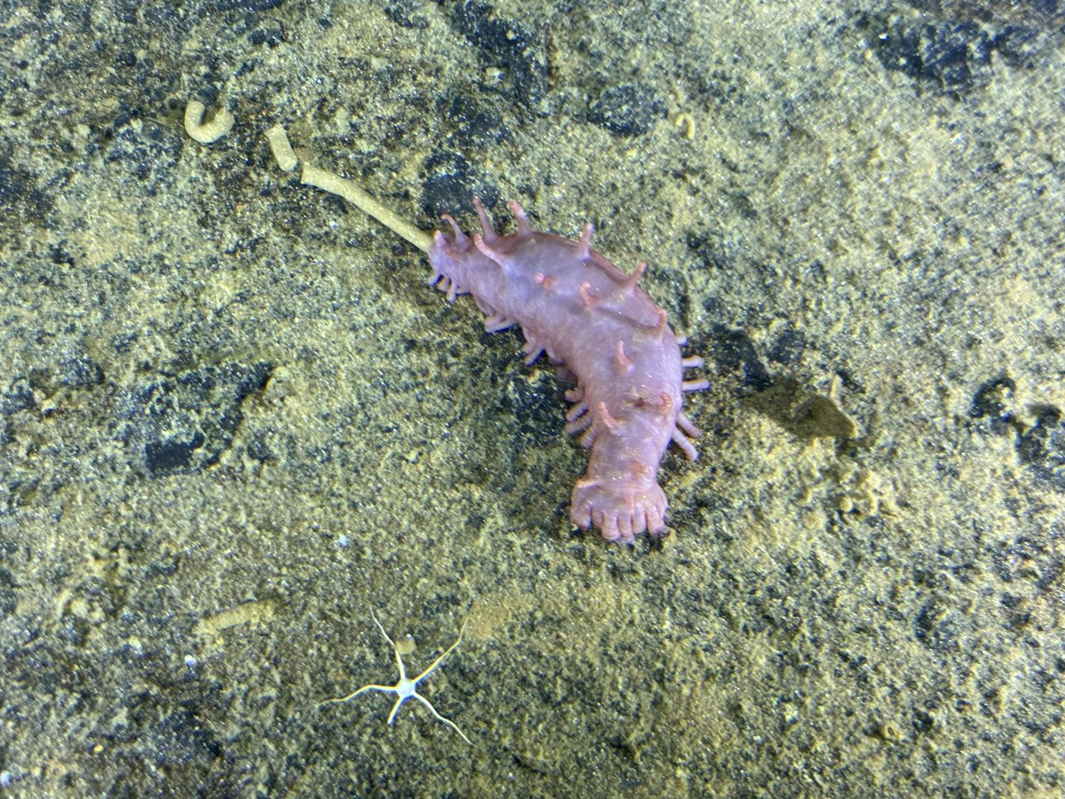 Alan Jamieson (@hadalbloke) on Twitter photo <a href="/echinoblog/">Christopher Mah, @echinoblog.bsky.social</a> <a href="/deepseauwa/">Deep Sea Research Centre</a> Here’s the poop stream in all its glory…. <a href="/echinoblog/">Christopher Mah, @echinoblog.bsky.social</a> <a href="/deepseauwa/">Deep Sea Research Centre</a> Here’s the poop stream in all its glory….