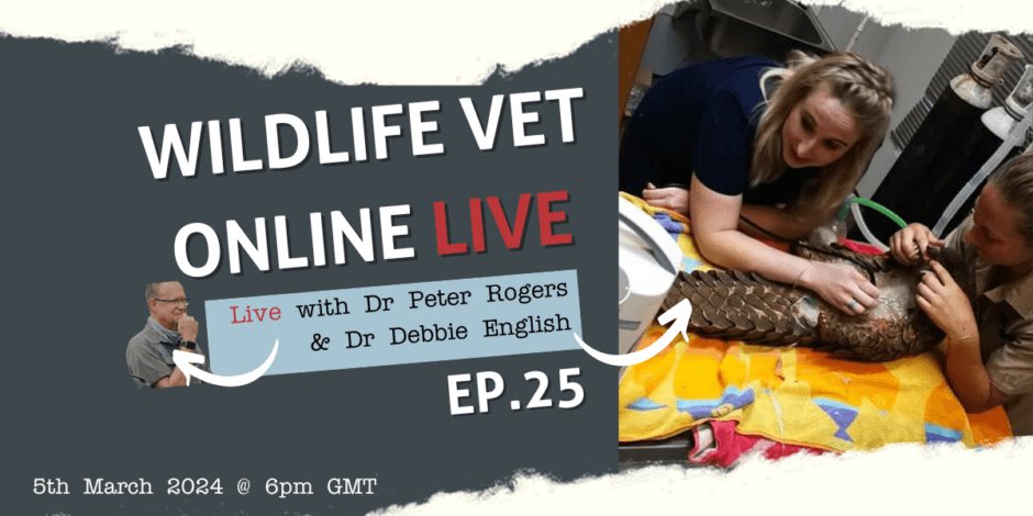 #Pangolin Protection: Rehabilitating the most trafficked mammal in the world. 

With 👨🏼‍⚕️Dr Peter Rogers and 👩🏼‍⚕️Dr Debbie English

⏰ Tuesday, 5th March 2024 at 6pm UTC

💻 Register and watch here: theexpeditionproject.com/live/wildlife-…