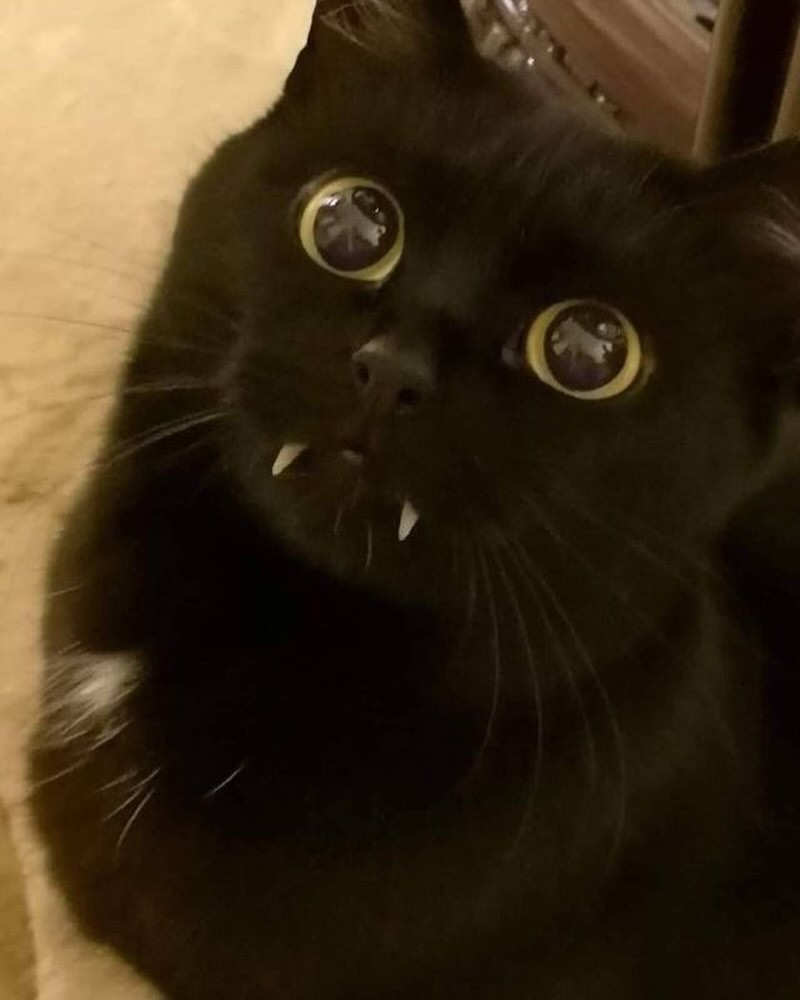 PunchingCat's tweet photo. vampire https://t.co/fsmD3KFXpT