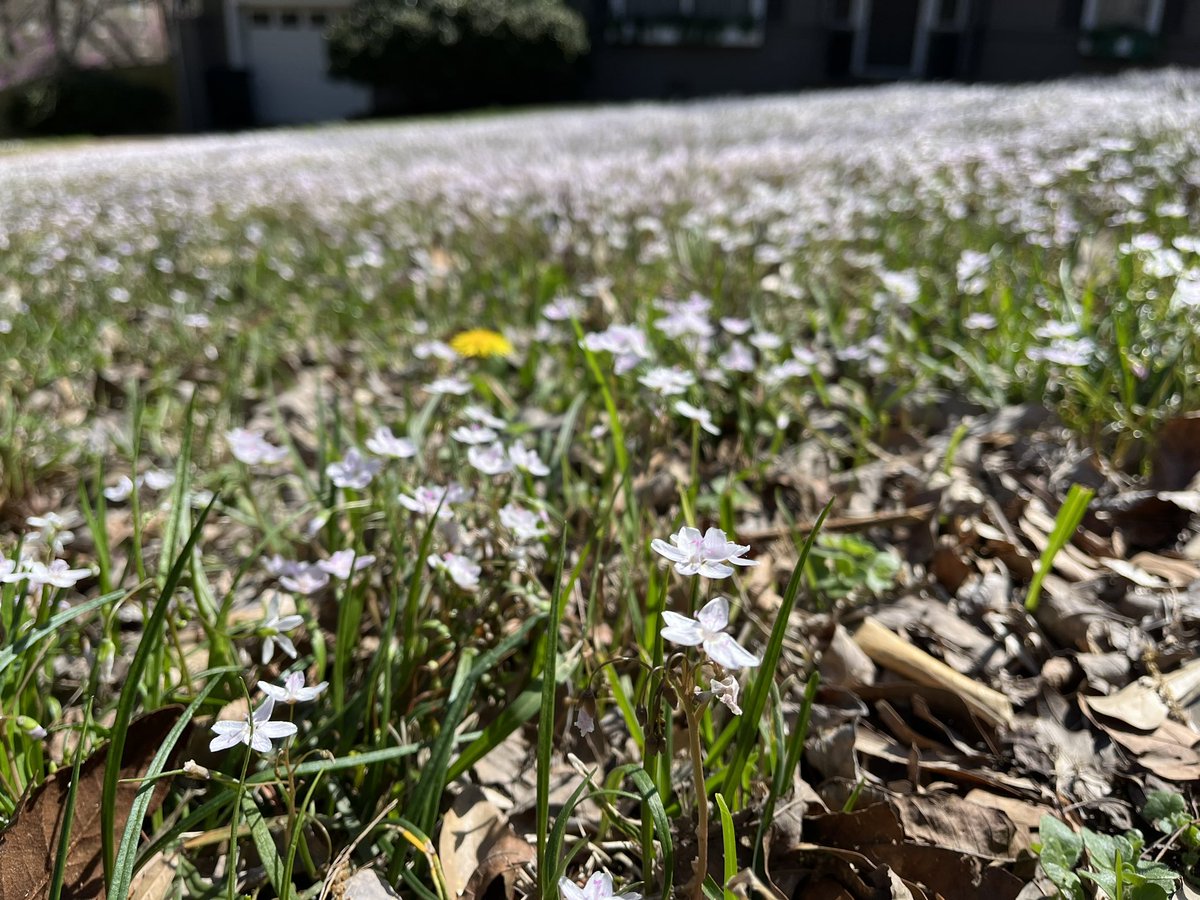 Spring beauty is in peak bloom! We see this perennial in low maintenance home lawns. Let it show a few more weeks before you mow. Better yet, once the seed start to turn dark brown, hand collect, brown bag, dry at room temp., then distribute on lawn later this summer.