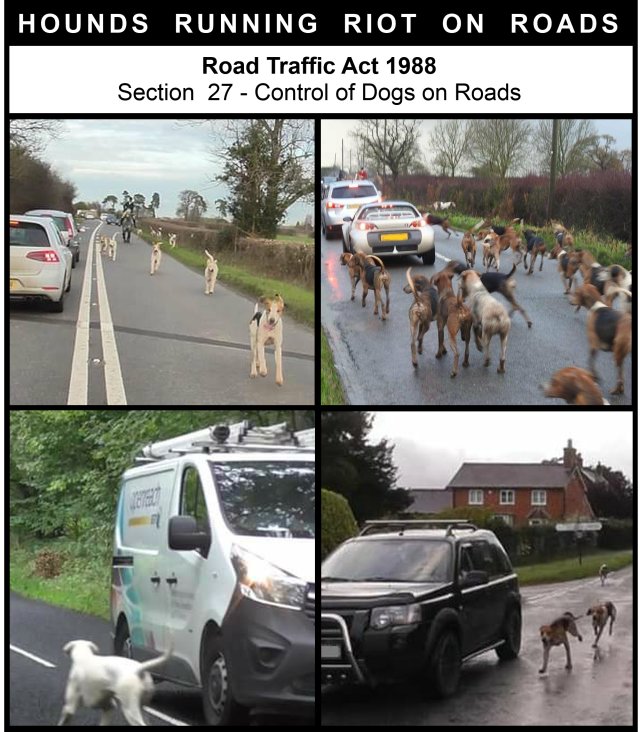 PJ1BLUE's tweet photo. @Fenbeagle @mrs__flo So you agree that the hunts should keep their hounds under control then or is it OK for them to rip one of your lambs, cat or dog up? https://t.co/gqPD4KcgSB