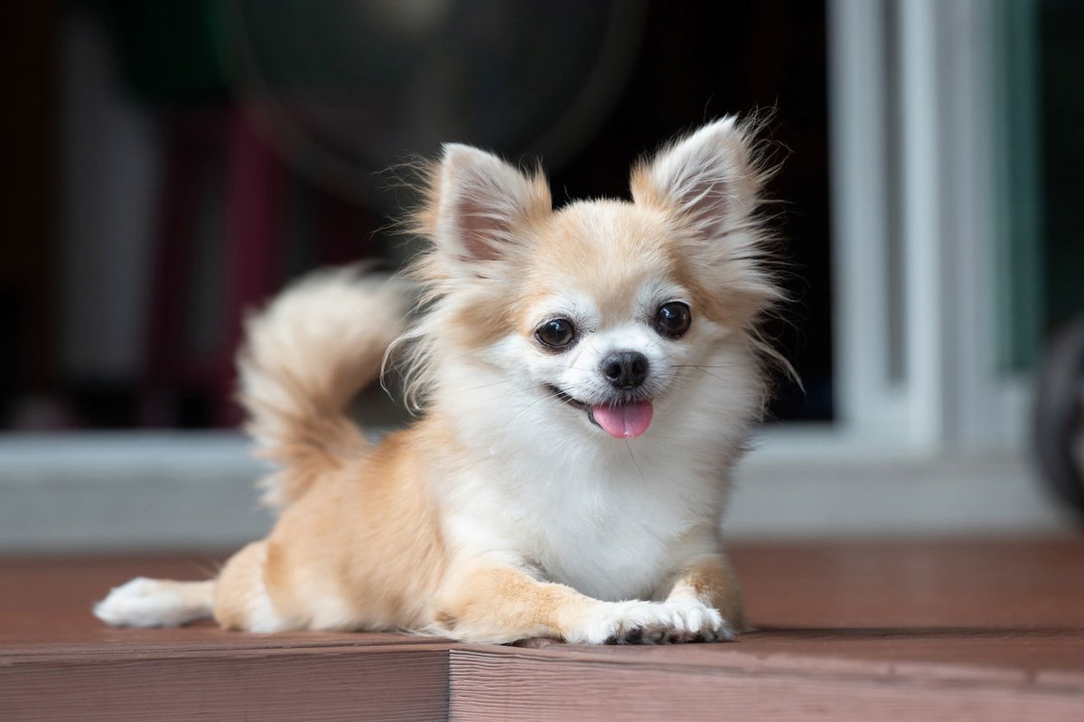 okutoru3's tweet photo. 愛犬のお世話（お仕事や旅行で家を空ける）大切にお預かりします。また車の運転（車の運転が苦手な方、又は社長専用車をあなたに代り運転）さらに、出張手洗い洗車WAX5500円(税込)やオイル交換などディラーに車を持ち込みます。お気軽にご相談下さい。小型犬8㌔まで一泊二日3300円(税込) https://t.co/AUDo14UICU