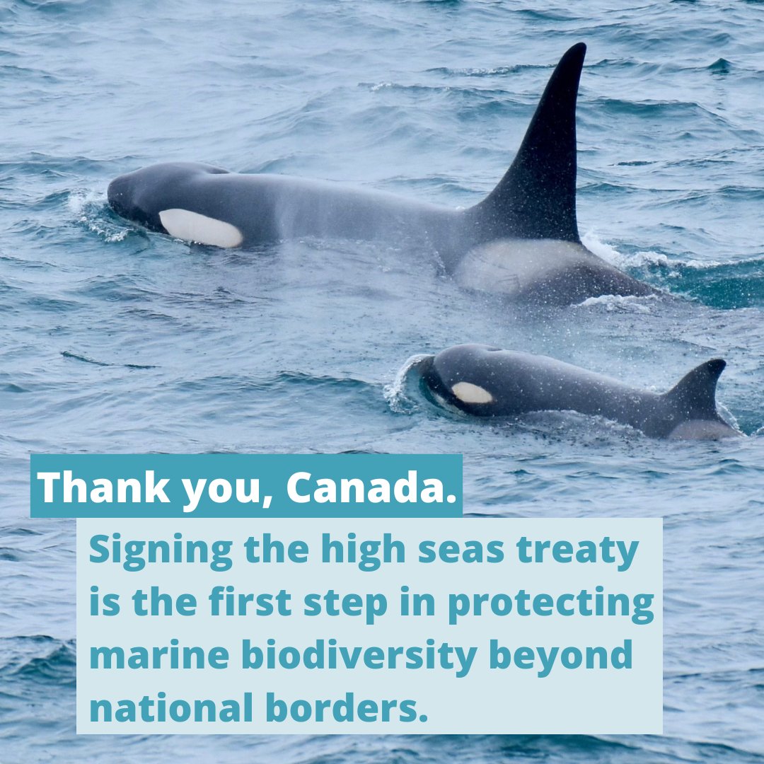 Today, Canada joined 87 other countries by signing the #BBNJ Treaty, a huge step towards protecting the high seas. Thank you Ministers <a href="/DiLebouthillier/">Diane Lebouthillier</a> &amp; <a href="/melaniejoly/">Mélanie Joly</a>.

The #RacetoRatification is on for 2025!

oceansnorth.org/en/blog/2024/0…