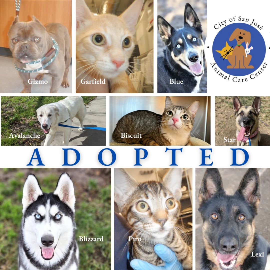 Nothing beats the Monday blues than cheering for
the new #fureverhomes for 16 dogs, 14 cats + 1 bunny, and 17 dogs, 6 cats + 1 bunny to foster homes. 

We are extending our WAIVED ADOPTION fees on adults dogs and cats through March. 

Find a #perfectcompanion in our #linkinbio.