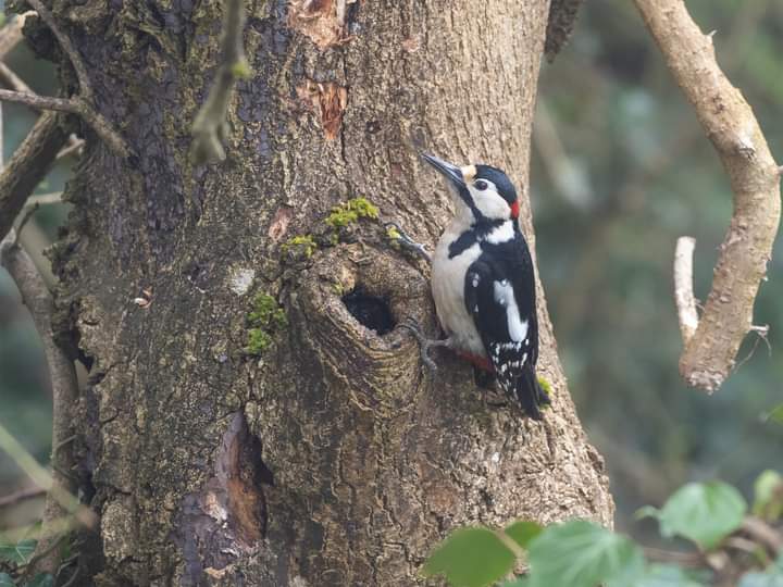 BOB ILES tweet media