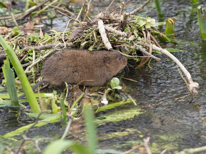 BOB ILES tweet media