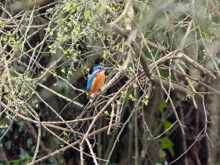 BOB ILES tweet media