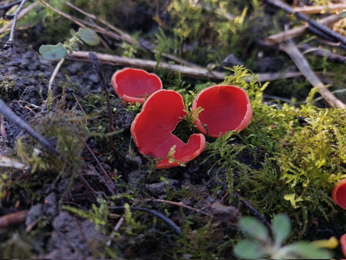 Swilly today 0720-1400 Foggy most of the morning but 2 Short-eared owl, 1 Jack snipe, 1 Pink-footed goose, 1 Black-necked grebe, 1 Marsh harrier, 3 Bittern, 2 Redshank, 1 Pintail, 2 Treecreeper, 2 Stonechat. Also some Scarlet elf cup @SwillyIngsBG